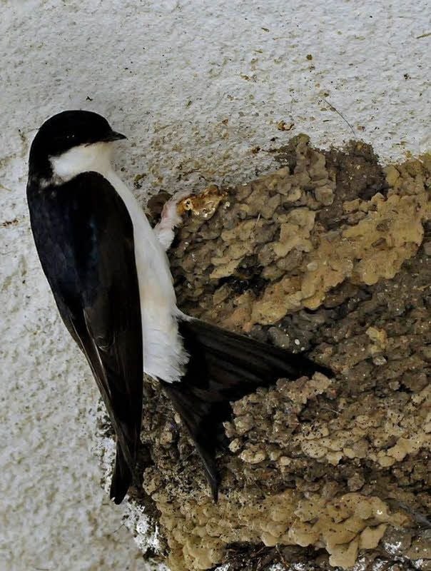 In den vergangenen Jahren wurden auch in Aschersleben und im Seeland viele Plaketten für schwalbenfreundliche Häuser vergeben. Hier können die Tiere nisten.