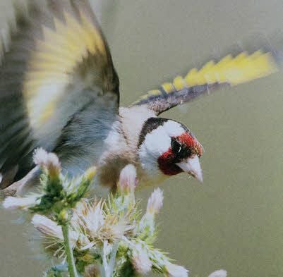 Der Stieglitz wurde zum Vogel des Jahres 2016 gekürt.
