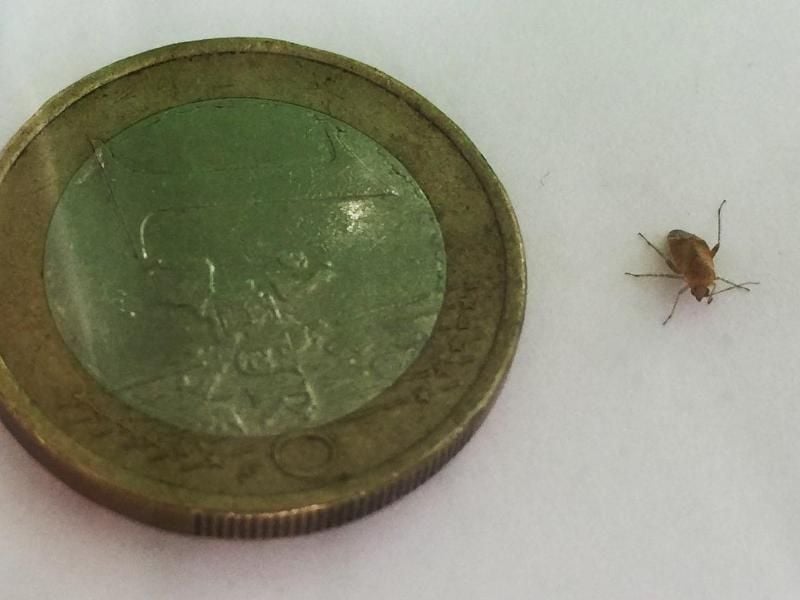 Eine Weichwanze (Psallus Varians) im Vergleich zu einer 1-Euro-Münze. Die Wanzenart macht in Deutschland derzeit von sich reden, weil sie Menschen sticht, statt sich an Grünzeug oder Blattläusen zu laben. Foto: Hitradio FFH/dpa