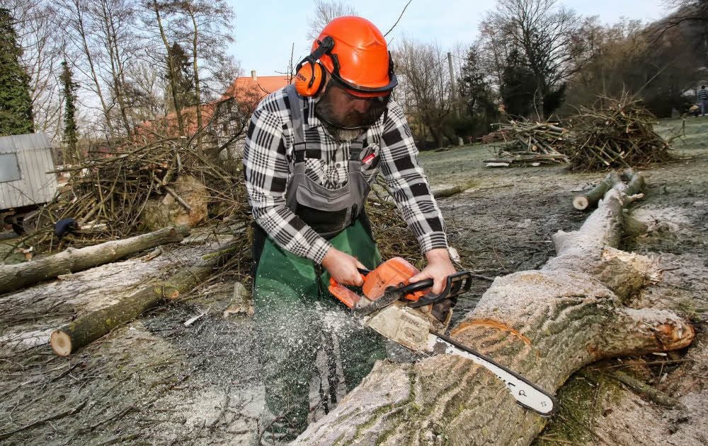 Ein Arbeiter beim Zerlegen einer der gefällten Pappeln an der Walkmühle. Das Gelände soll neugestaltet werden.