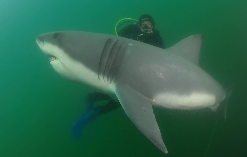 Das Hai-Mahnmal, wie es im Geiseltalsee versenkt wird, gibt es so auch schon an anderen Standorten in Deutschland.
