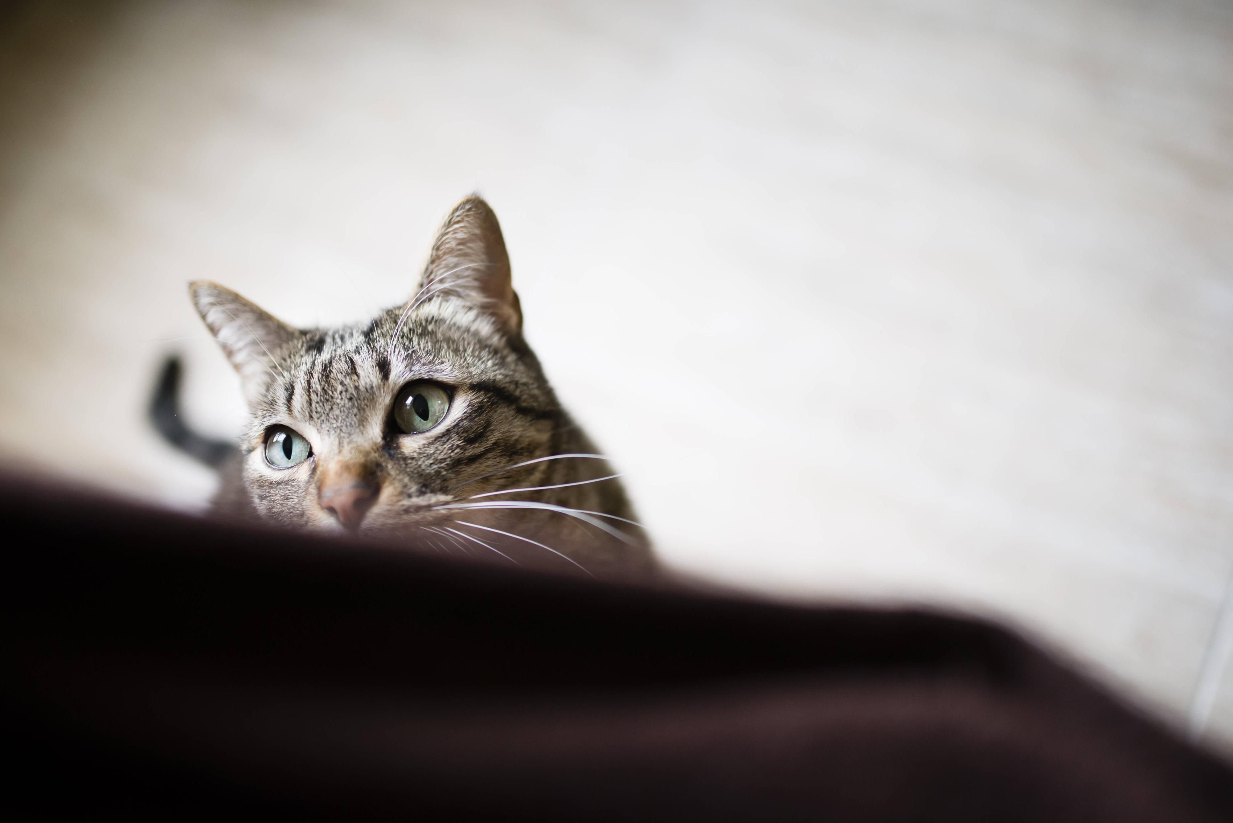 Eine Katze beobachtet aus ihrem Versteck das Geschehen.
