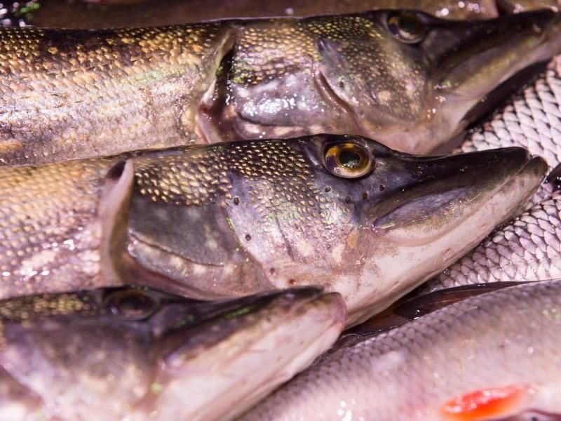 Ob Klößchen oder im Ganzen gebraten: Hecht hat ein schmackhaftes Fleisch - ist aber knifflig in der Zubereitung. Foto: Franziska Gabbert