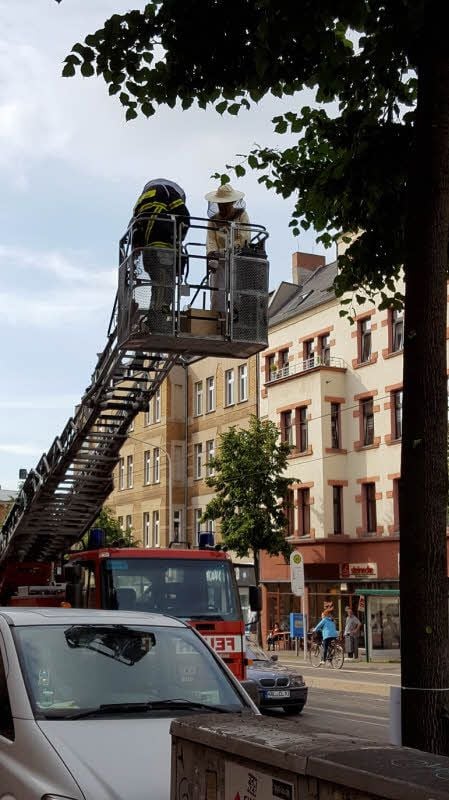 Einsatz in der Ludwig-Wucherer-Straße: In einem Baum hat sich ein Bienenschwarm niedergelassen.