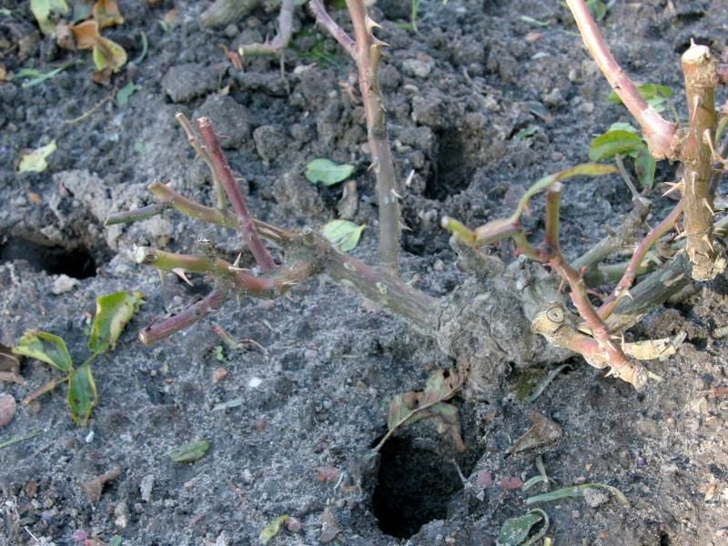 Die sogenannte Verwühlprobe gibt Aufschluss, ob in solchen Löchern eine Wühlmaus oder ein Maulwurf lebt. Foto: Hilke Segbers