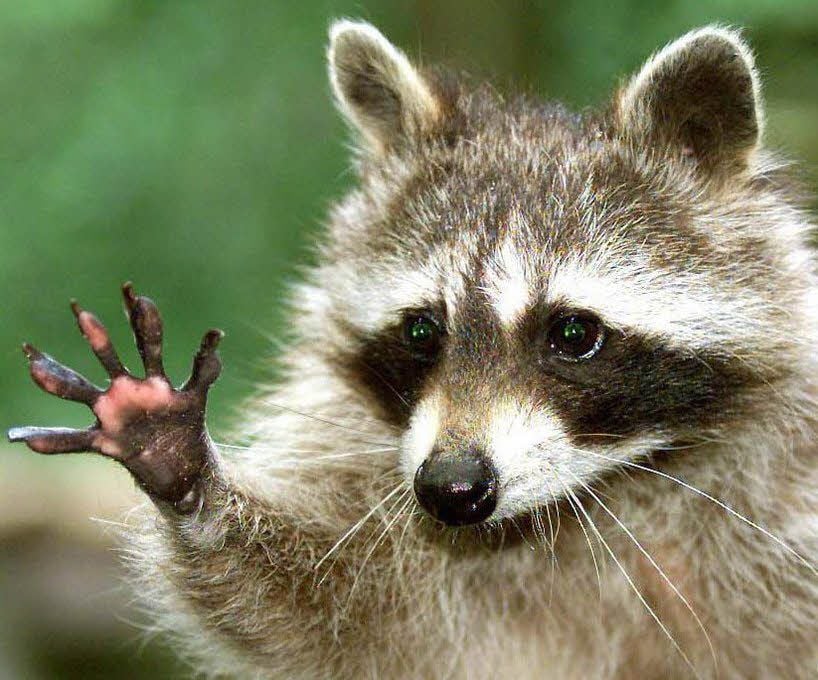 Der Waschbär.