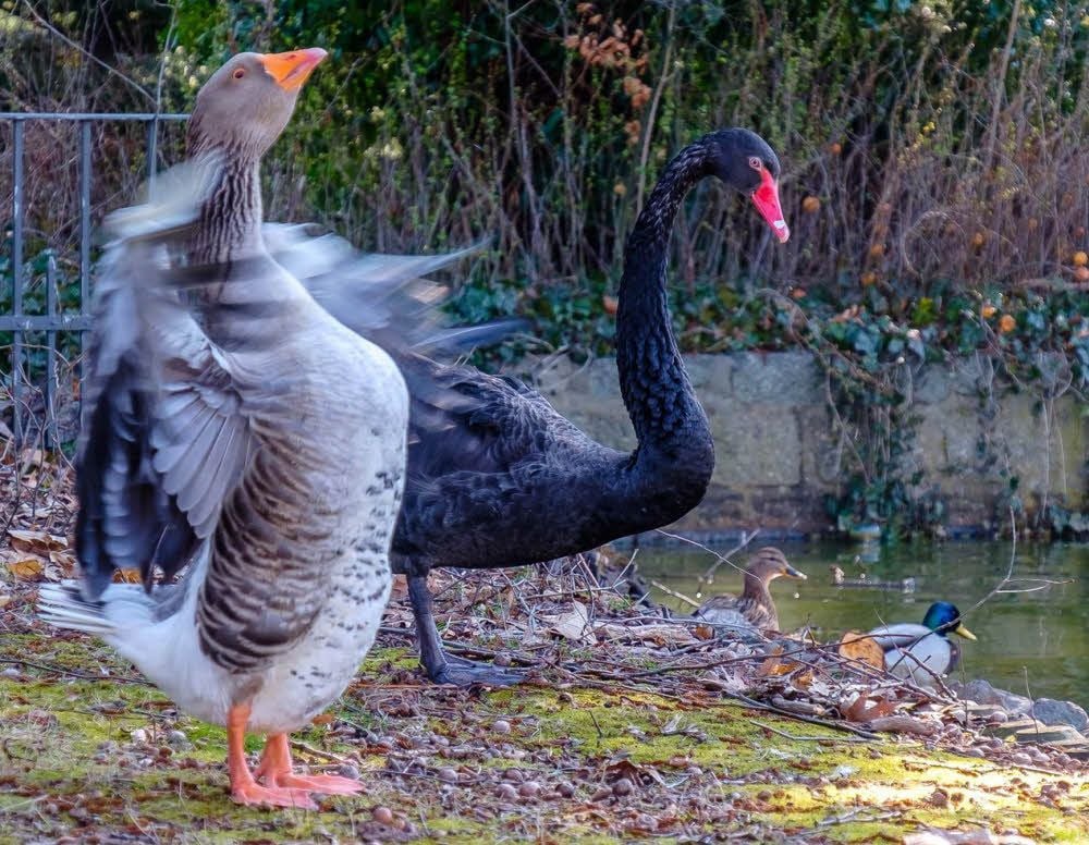 Immer gemeinsam unterwegs: Pommersche Landgans Berta und die namenlose Trauerschwänin.