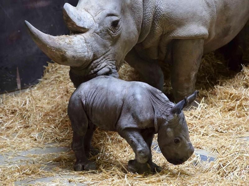 Nachwuchs im Zoo Augsburg: Das Nashorn-Baby kam am 18. Februar zur Welt. Foto: Peter Bretschneider/Zoo Augsburg