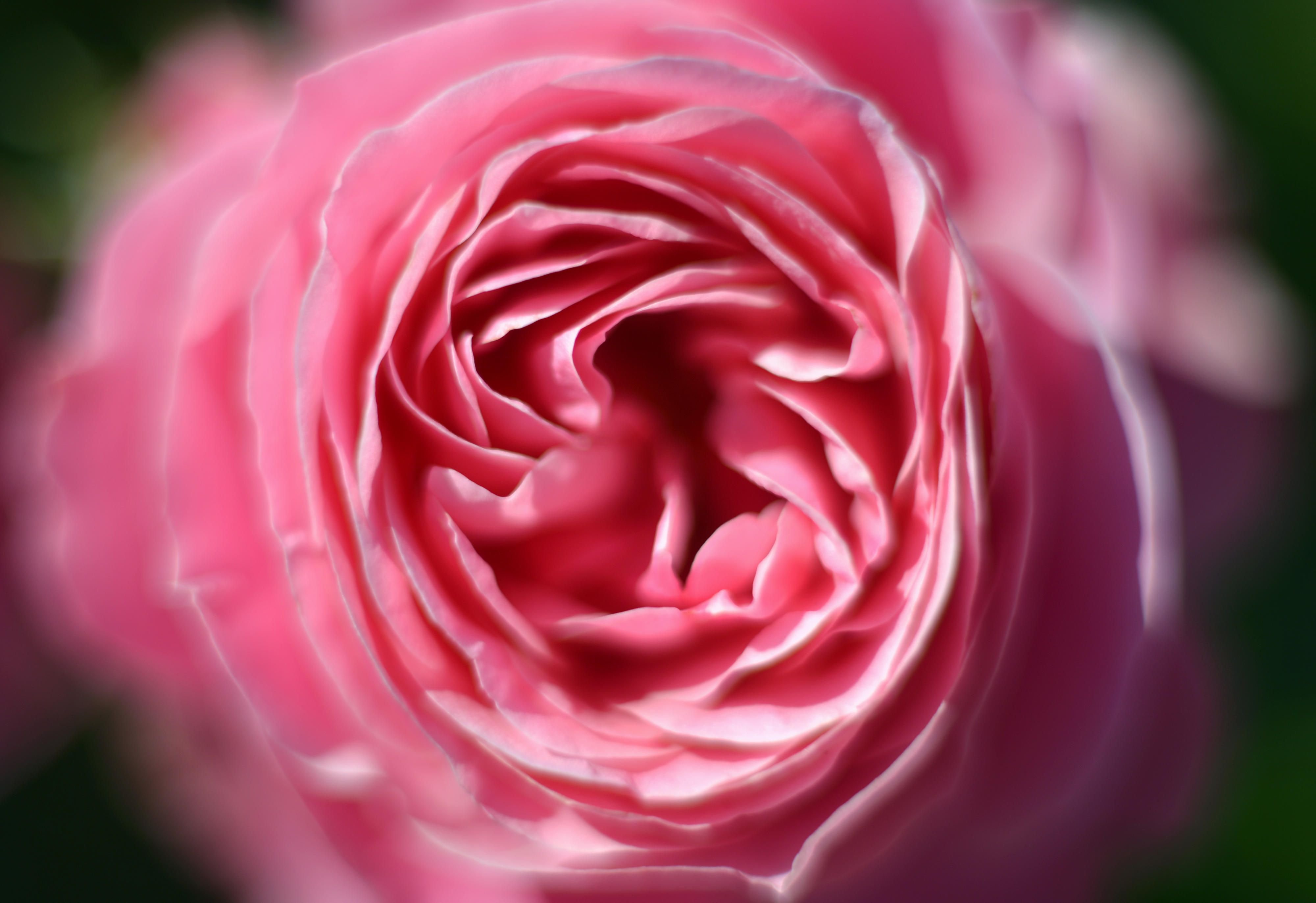 Eine Rose der Züchtung «Leonardo da Vinci» im Europa-Rosarium in Sangerhausen