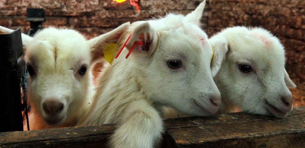 Dieses Trio ist nur wenige Tage alt, sehr neugierig und schmusebedürftig wie die meisten Ziegen.
