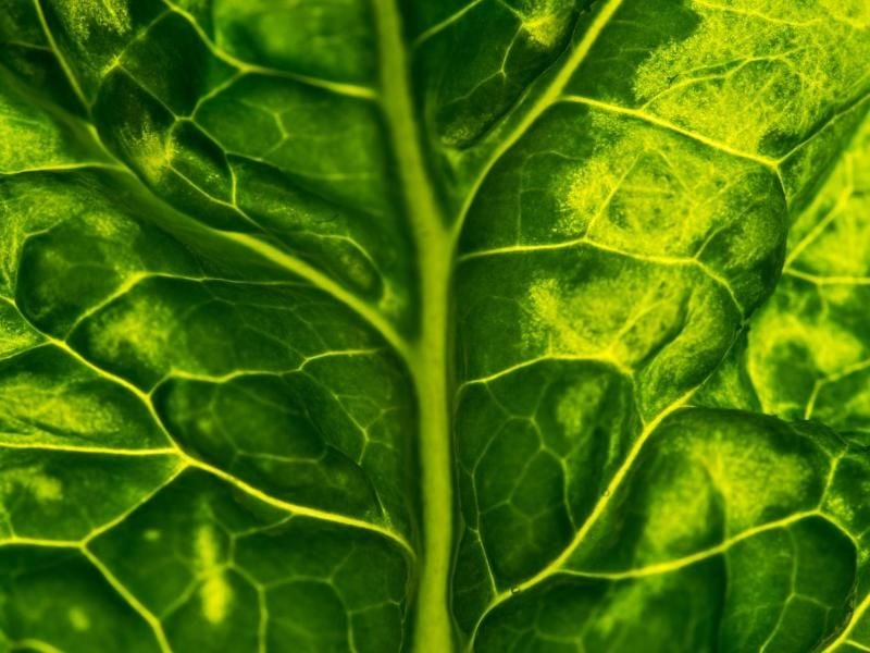 In Spinat stecken viele wertvolle Inhaltsstoffe: Eisen, Betacarotin, Vitamin C und E sind nur einige davon. Foto: Franziska Gabbert