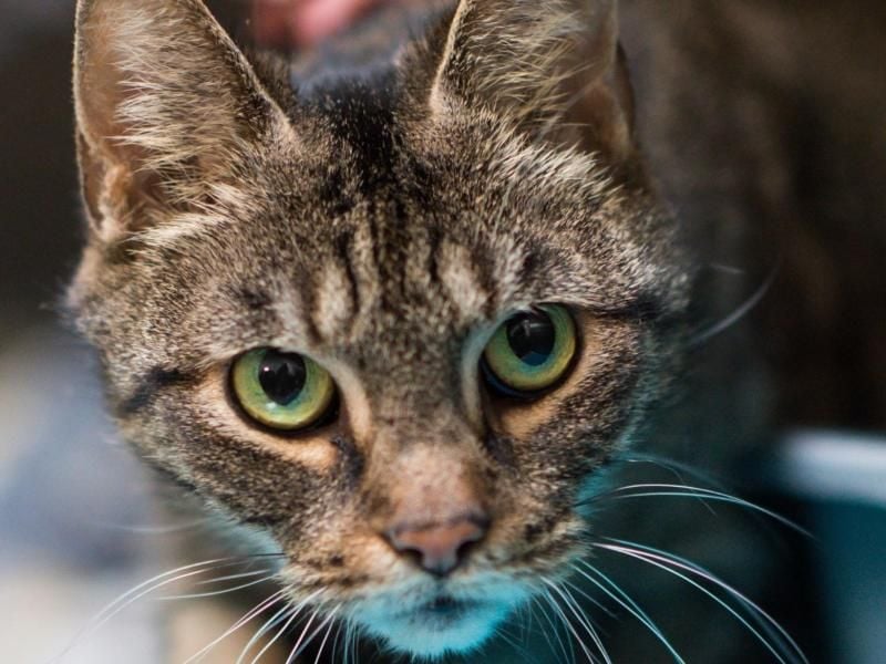 Von den Katzeneltern werden die Miezen am Nacken getragen. Menschen sollten das nicht tun. Foto: Bernd von Jutrczenka