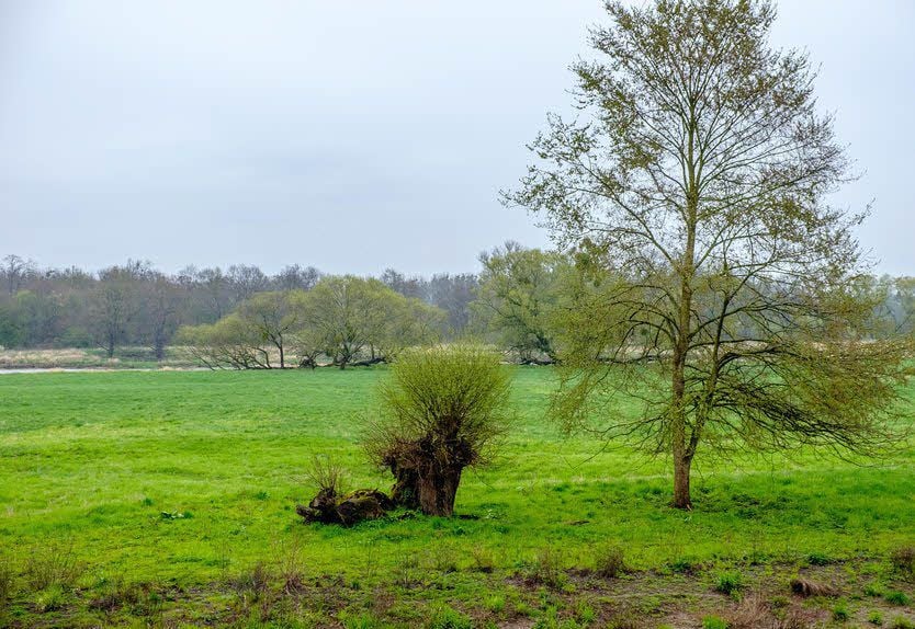 Das Biosphärenreservat „Mittelelbe“, hier in der Nähe des Sieglitzer Berges bei Vockerode, ist international anerkannt.