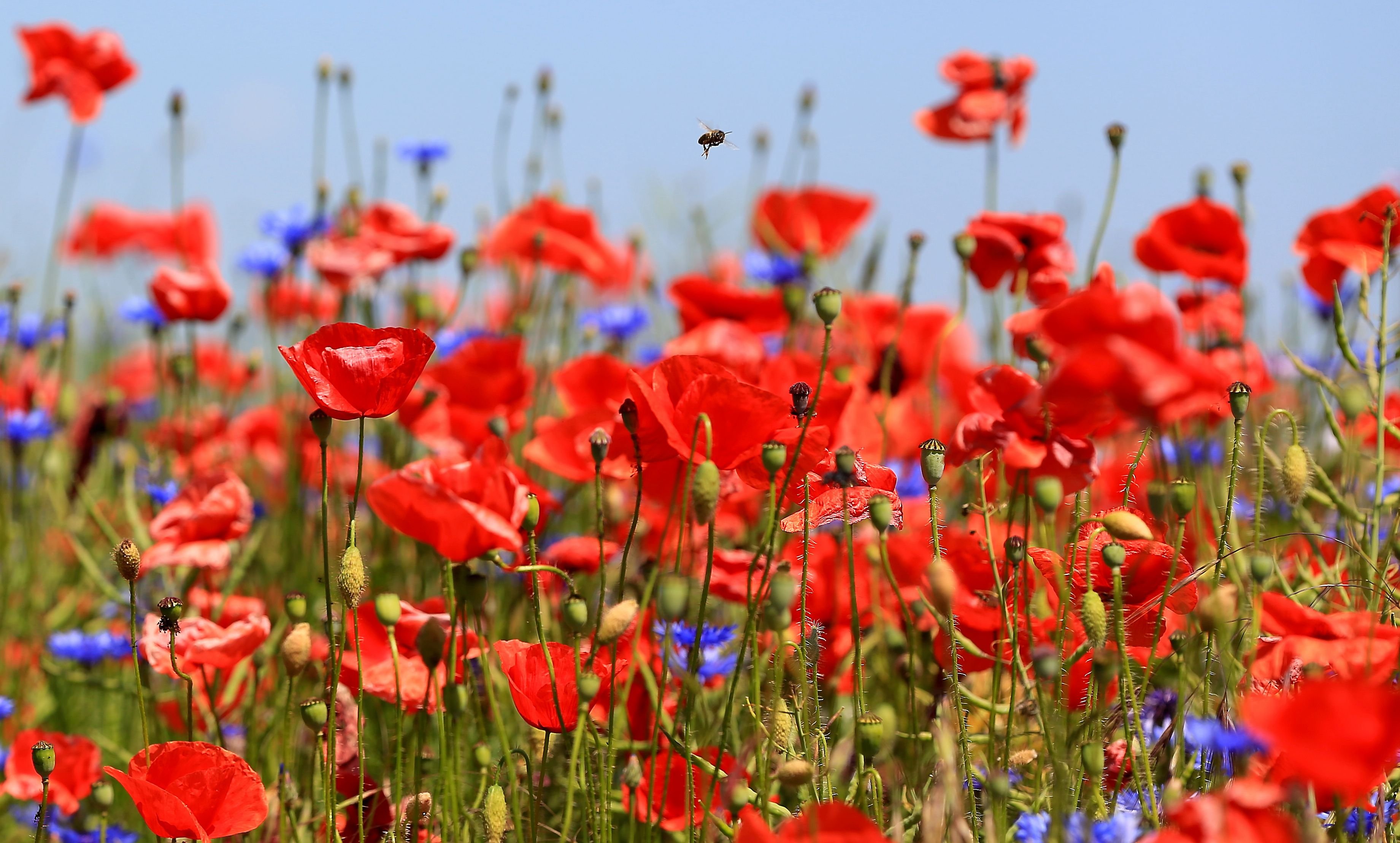 Klatschmohn blüht auf einem Feld im Jerichower Land
