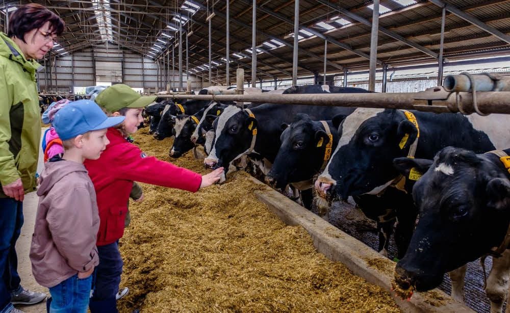 Kinder besuchen die Milchviehanlage der Agrargenossenschaft Cobbelsdorf.