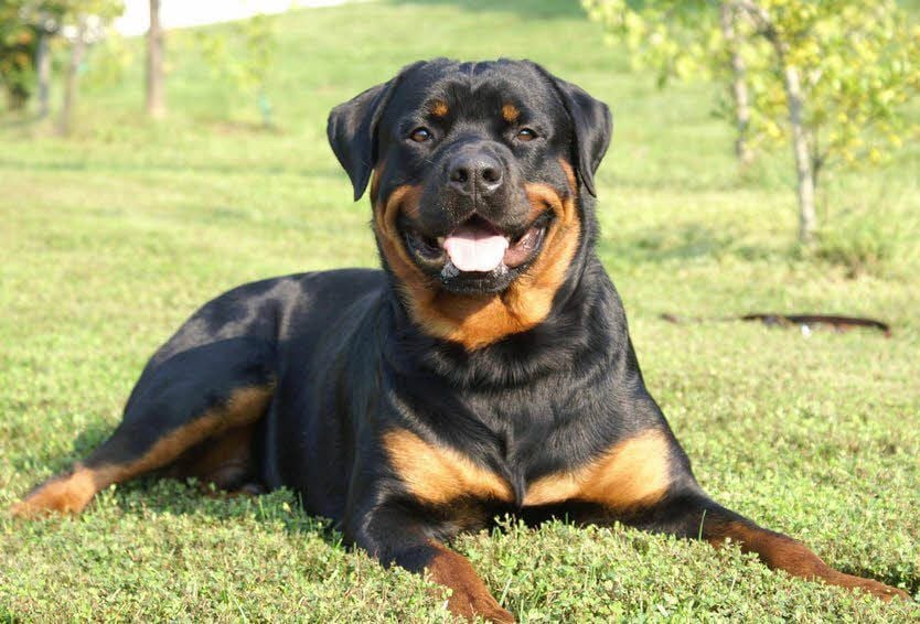 Ein Rottweiler