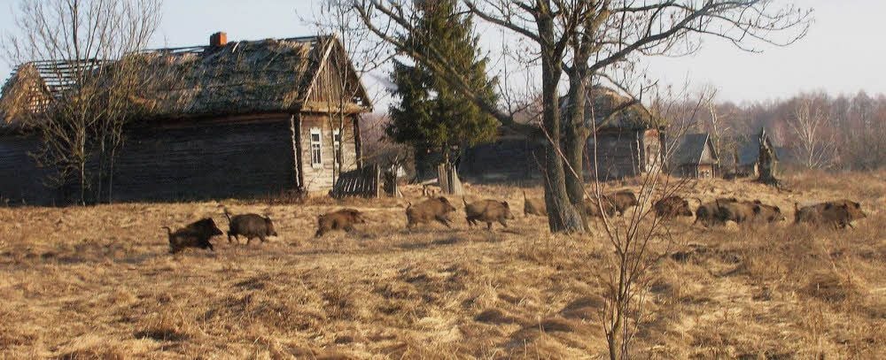 Bilder wie aus einem russischen Märchen: Eine Rotte Wildschweine zieht an verlassenen Holzhäusern vorbei.