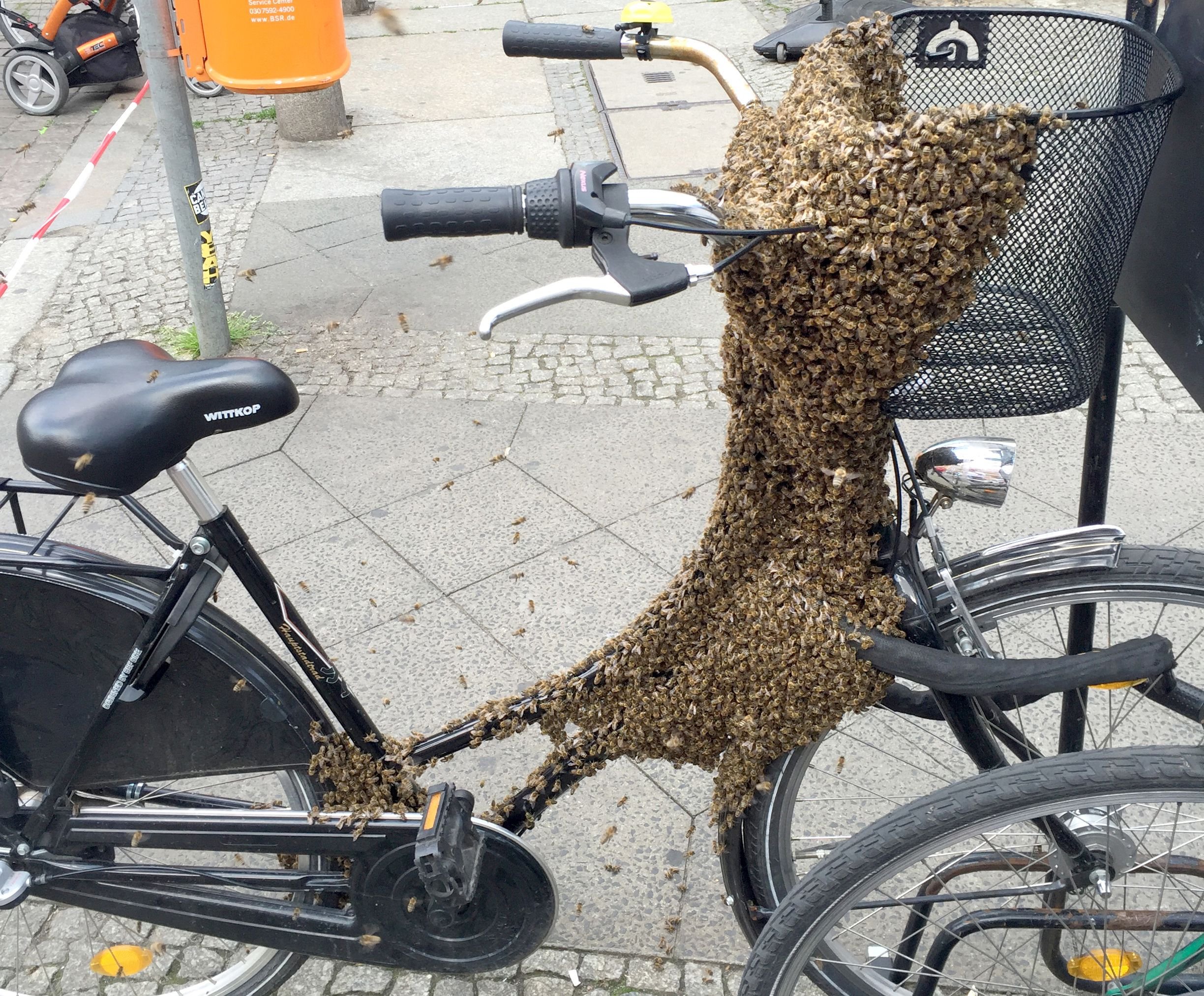Gut aufgelegte Bienen machten es sich auf einem Fahrrad bequem.