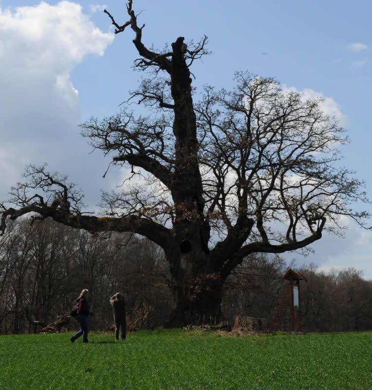 Die Brandbergeiche soll zwischen 500 und 600 Jahren alt sein.