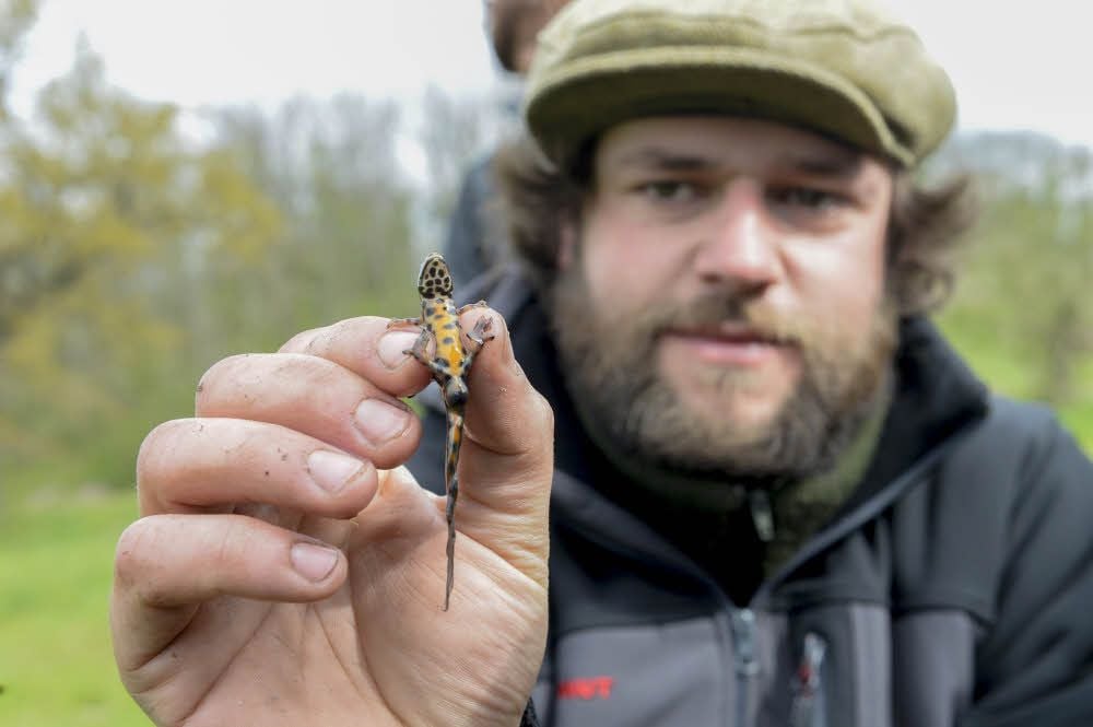 Naturschützer Martin Graichen zeigt einen Teichmolch, der umgesiedelt wird.