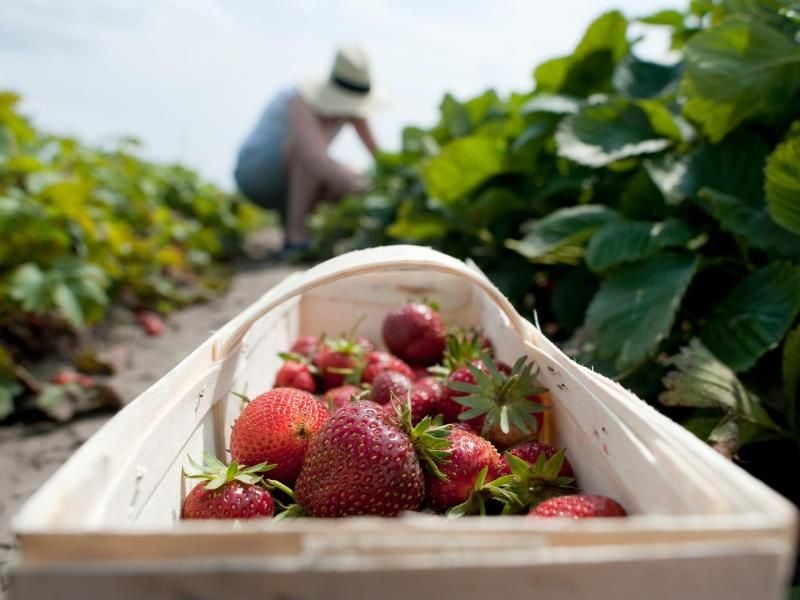 Für die Landwirtschaft gelten bei Ferienjobs Sonderregeln: Jugendliche über 16 Jahren dürfen in der Erntezeit bis zu neun Stunden täglich arbeiten. Foto: Klaus-Dietmar Gabbert