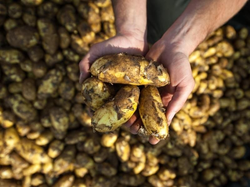 Wer in der Landwirtschaft arbeitet und Hautprobleme hat, muss reagieren. Foto: Philipp Schulze