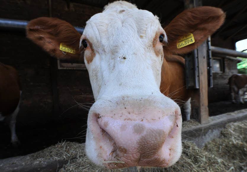 Der Landwirt hält in Bösenburg 85 Kühe.