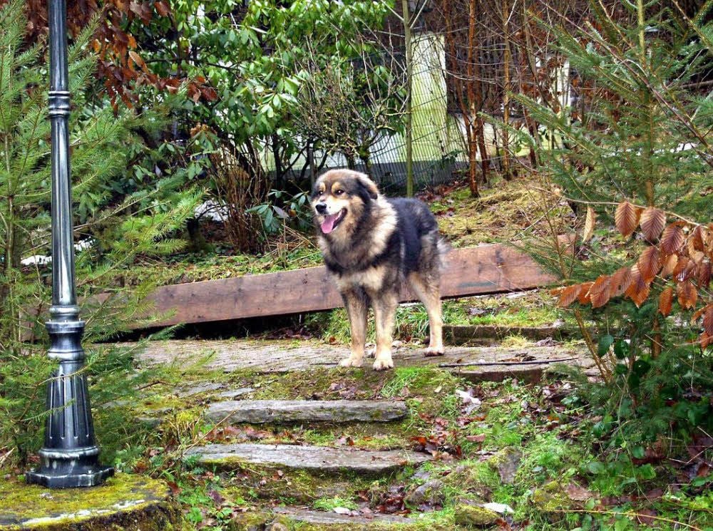 Hier ist Bruno jetzt zu Hause und glücklich: ein großes Grundstück und Haus, wo er liebe Menschen und einen Hundefreund gefunden hat.