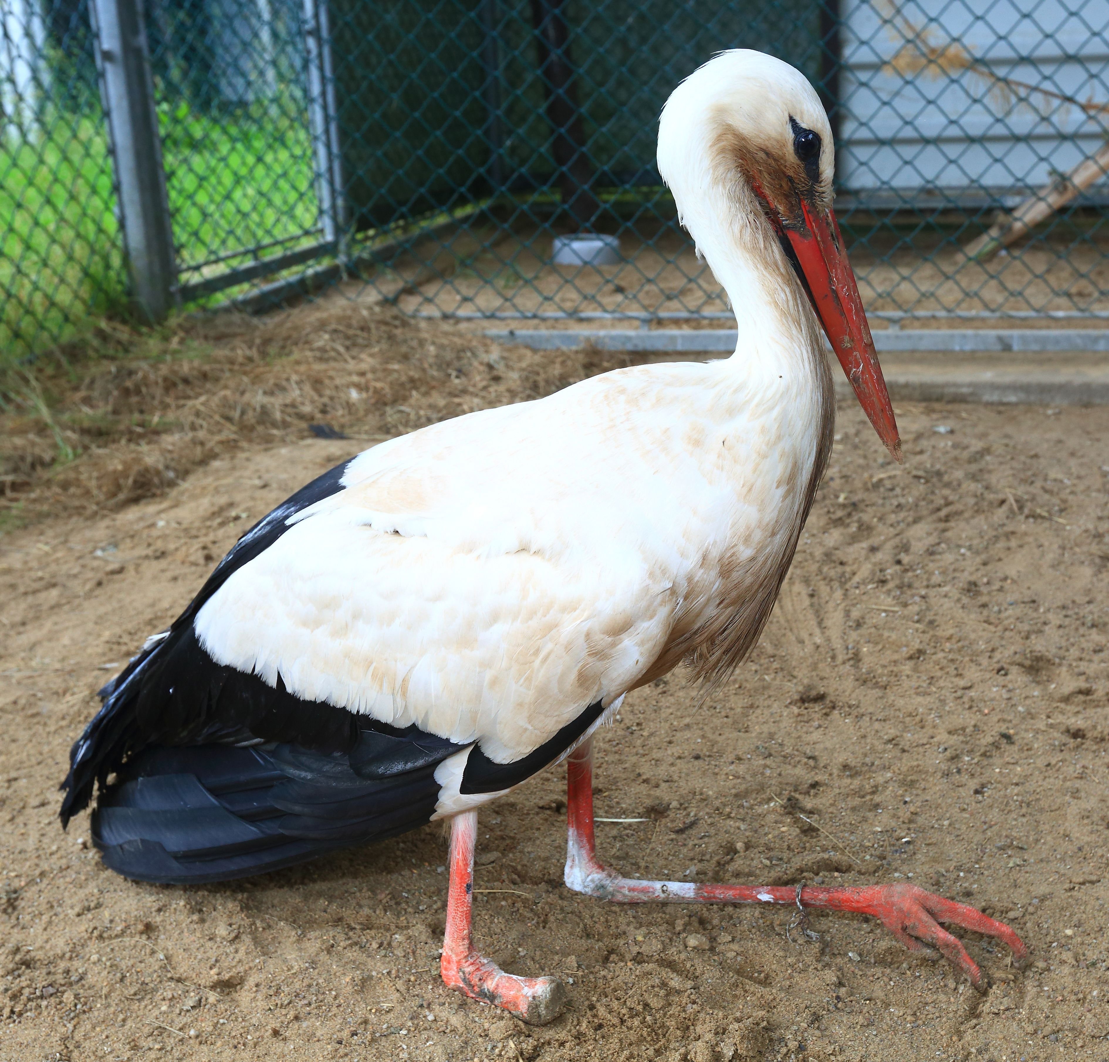 „Der Storch hatte sich vermutlich auf einem Gewässer in einer Angelschnur verfangen und sich dann damit den Fuß abgeschnürt“, schildert Geschäftsführer Michael Kaaz.
