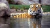 Tiger Mischa aus dem Zoo in Leipzig ist am Donnerstag nach einer Attacke eines Artgenossen gestorben.