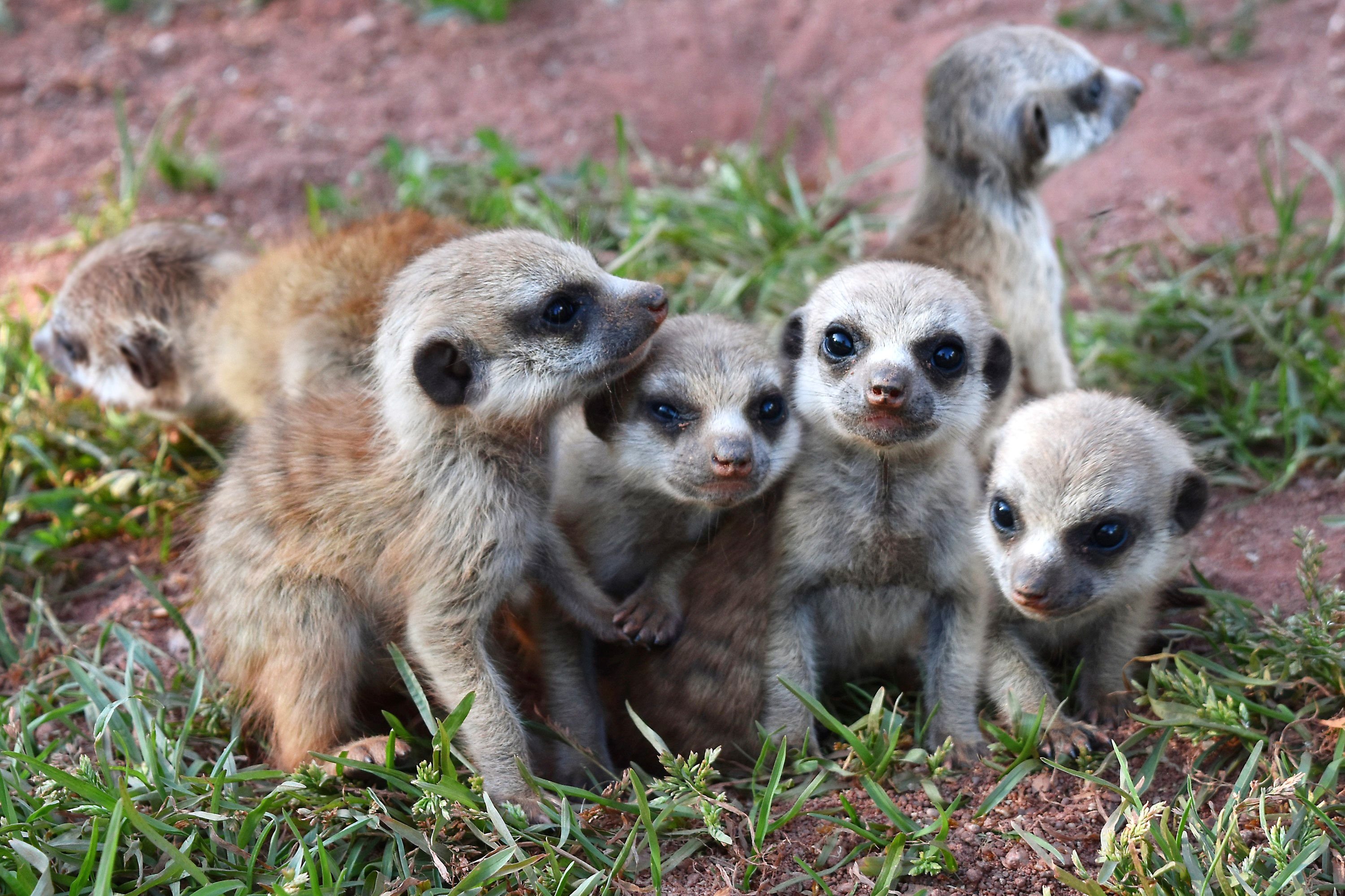 Sechs junge Erdmännchen im Zoopark in Erfurt: Die Tiere wurden am 24.05.2016 geboren und sind nun auf der Außenanlage zu sehen.