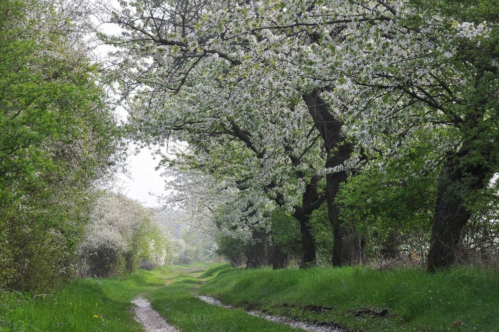 So schön sieht es zur Kirschblüte aus, doch gibt es noch alte Sorten?