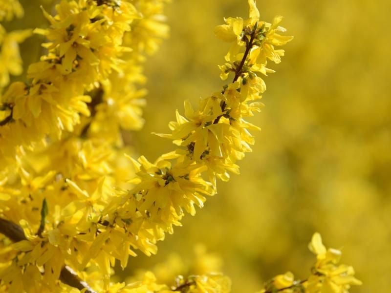 Mehr davon! Die Forsythie lässt sich im Frühjahr gut über Stecklinge vermehren. Foto: Andrea Warnecke