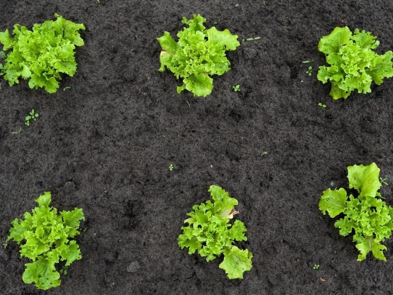 Kleine Salat-Setzlinge brauchen im Gemüsebeet anfangs viel Platz, um sich gut ausbreiten zu können. Foto: Franziska Gabbert
