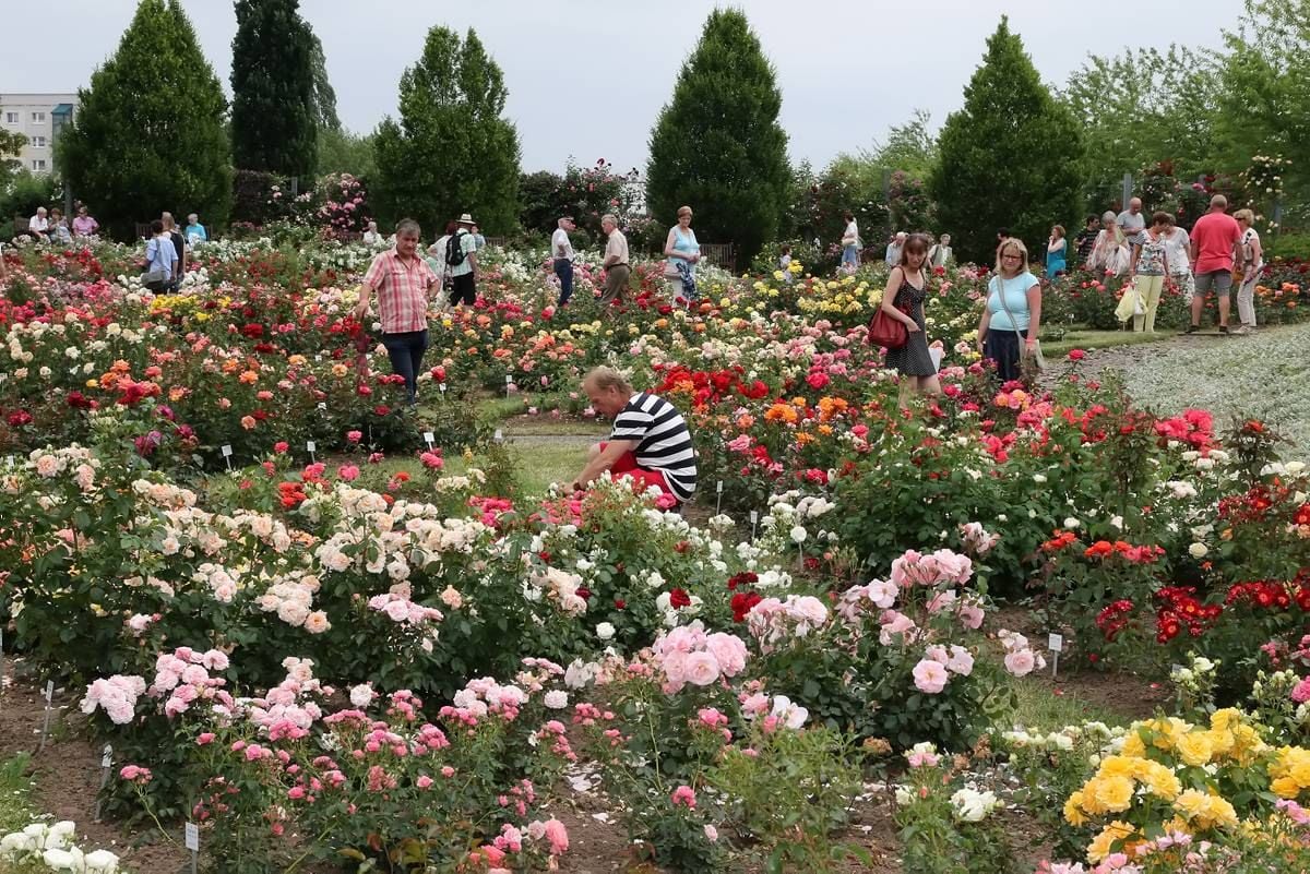 Tausende Besucher kamen zum 41. Berg- und Rosenfest 2016 ins Rosarium.