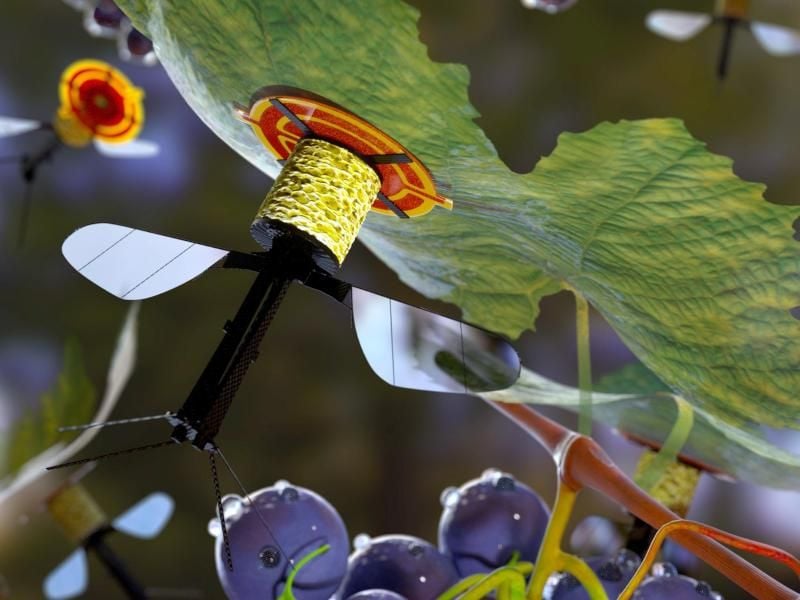 Diese insektenartige Mini-Drohne kann an der Unterseite von Pflanzenblättern und Gegenständen haften und spart dadurch Energie. Sehr kleine Drohnen könnten so für einen längeren Zeitraum beispielsweise ein Katastrophengebiet aus der Vogelperspektive beobachten oder andere Daten liefern. Foto: Harvard Paulson School of Engineering and Applied Sciences/dpa