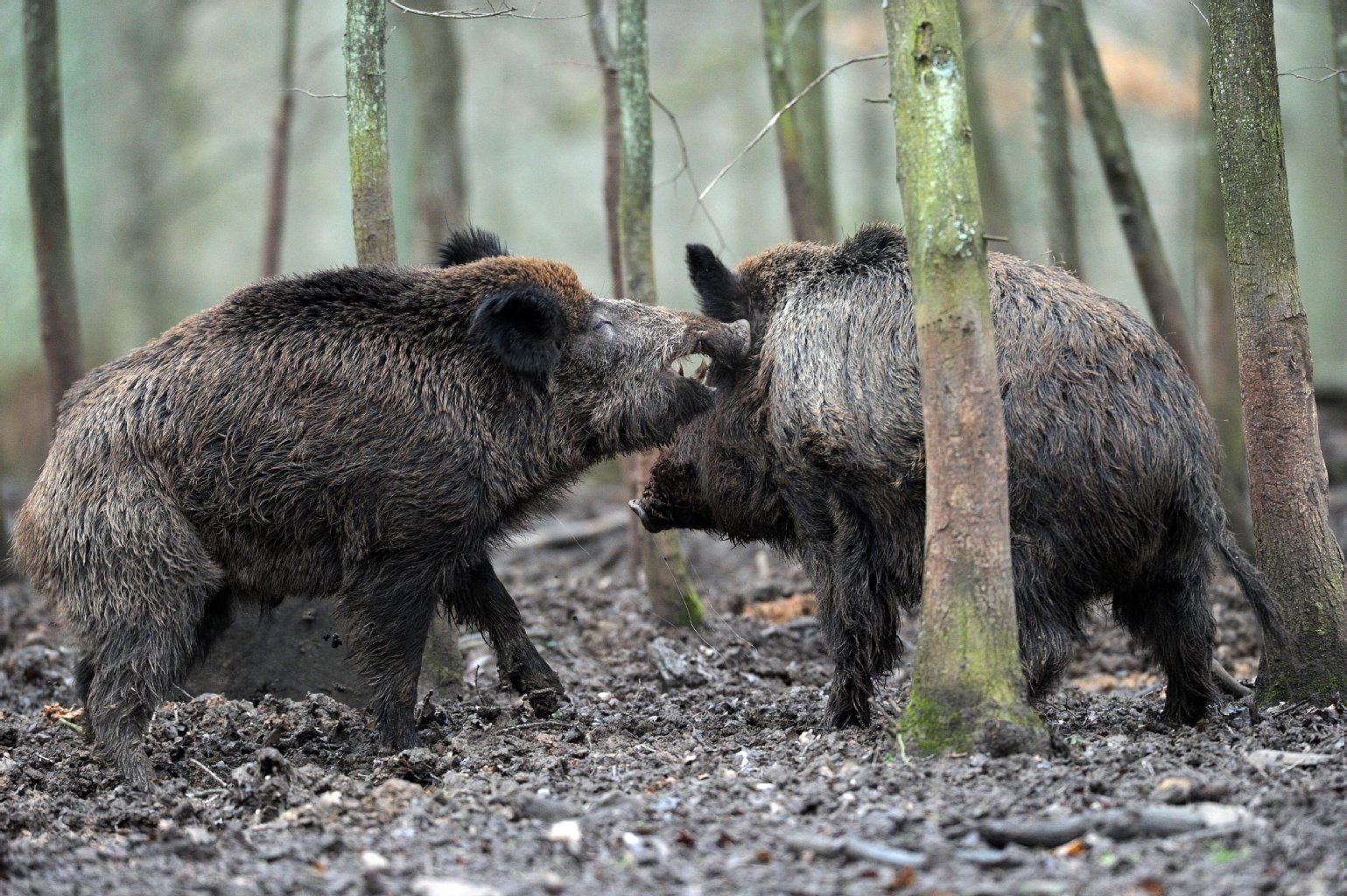 Wildschweine im Wald.