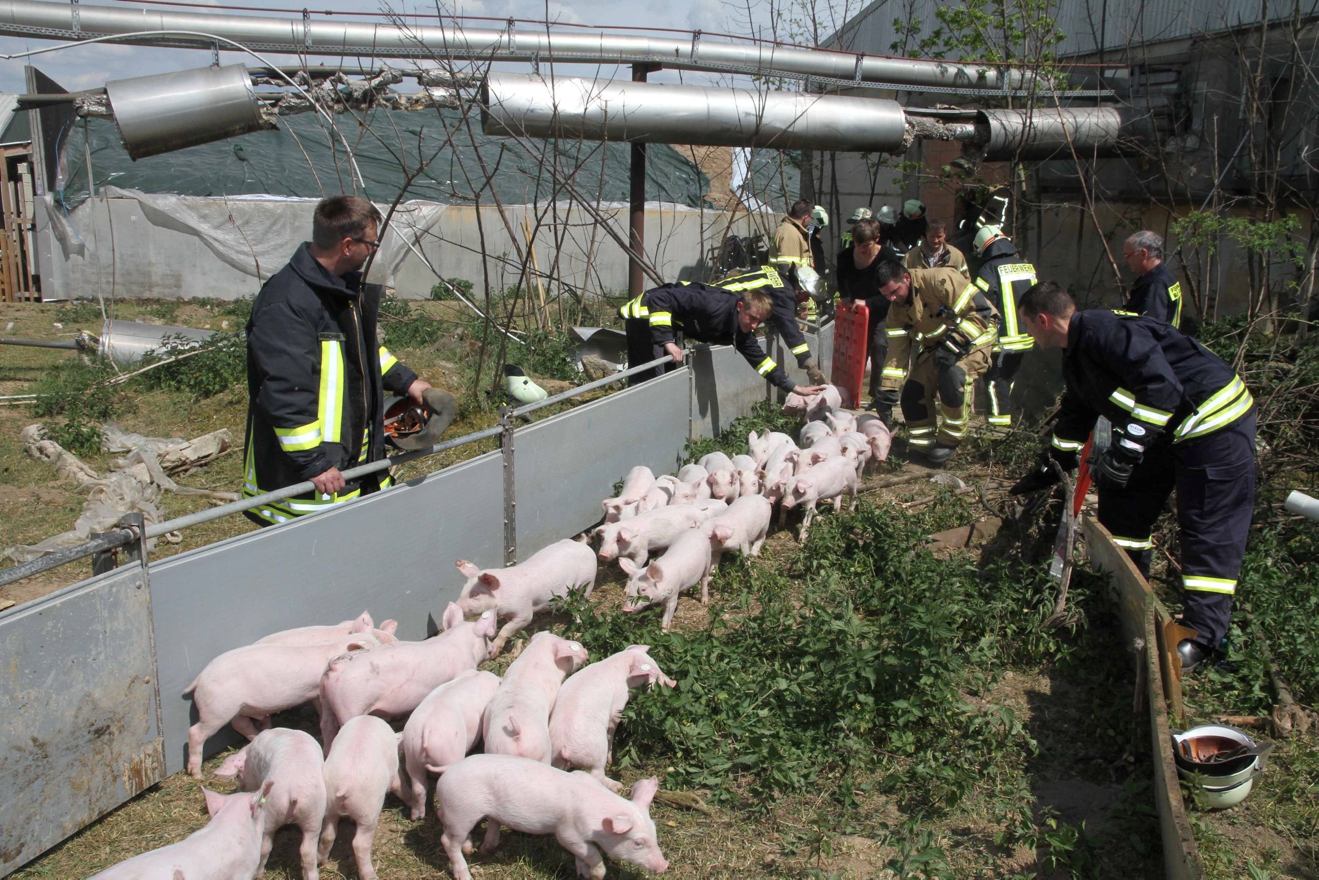 Einige Schweine konnten die Feuerwehrmänner retten.