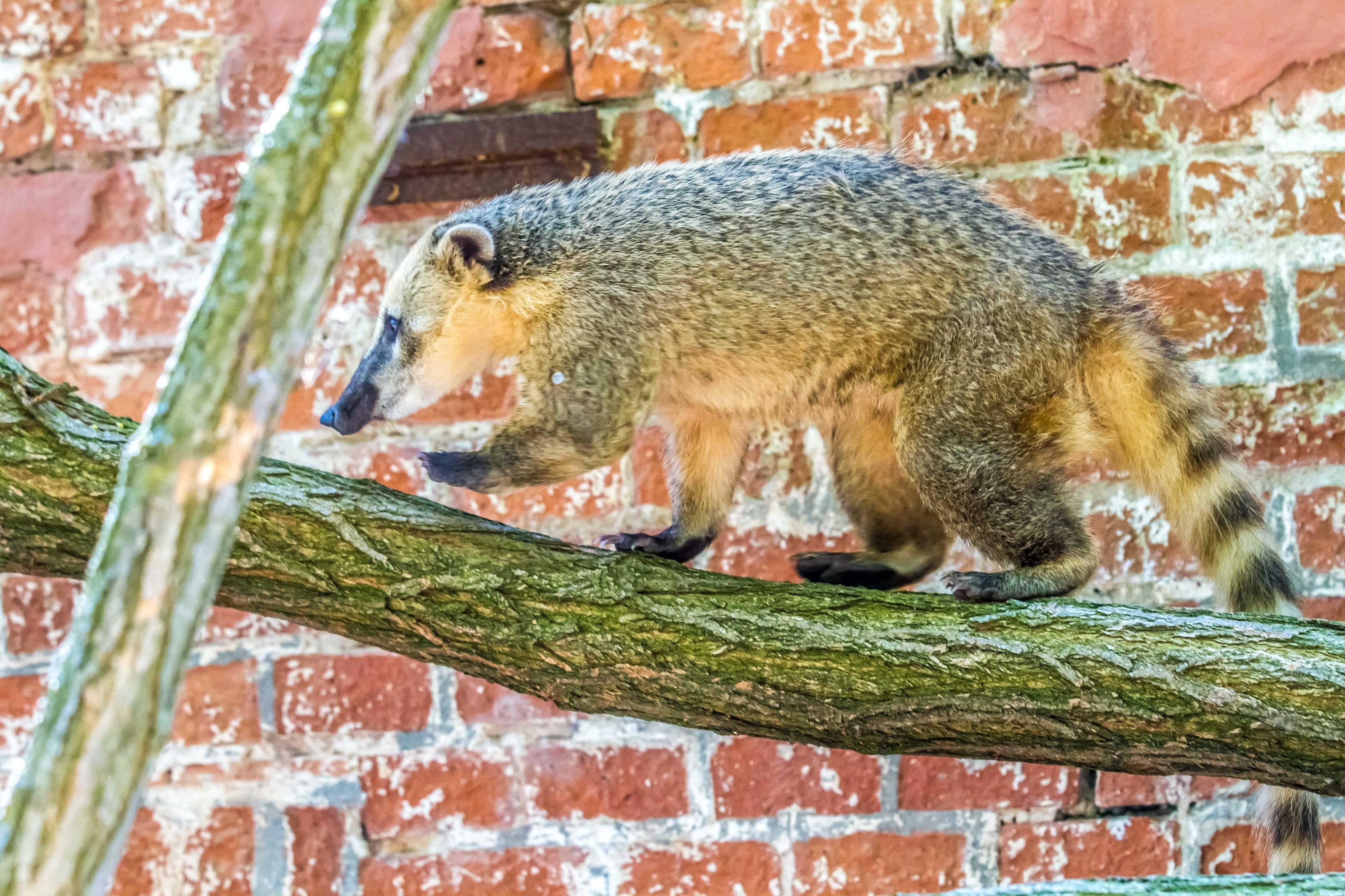 Im Wittenberger Tierpark wird ein Nasenbär vermisst.
