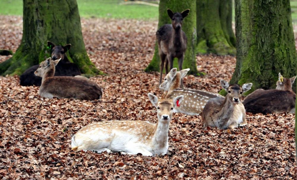 So friedlich geht es beim Damwild wie hier im Martzschpark in Lützen nicht immer zu. Besonders jetzt kommt es zu Revierkämpfen - und dann wird sich auch mal über die Straße hinweg gejagt. Kraftfahrer sollten also in diesen Tagen besonders auf den Wildwechsel aufpassen.