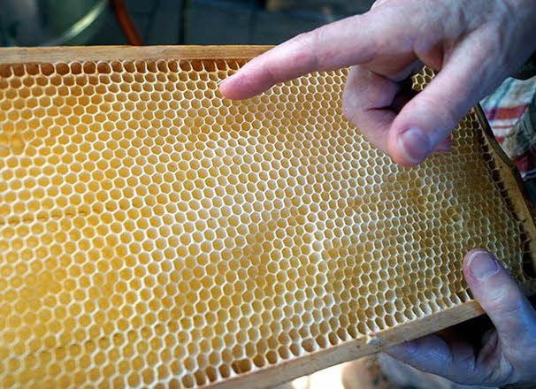 Die fleißigen Bienen müssen die Waben aufbauen, den Honig hineintragen und sie verdeckeln.