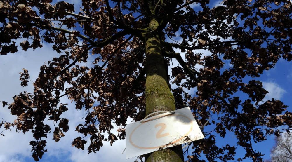 Auf dem Friedhof in Eisleben sind unter anderem Baumbestattungen möglich.