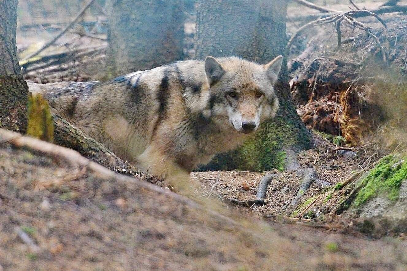Im Wald einem Wolf begegnen? Für viele eine angsteinflößende Vorstellung. Hier: Grauwolf-Nachwuchs in Böhmen, Tschechien