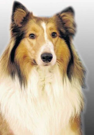 Ein solcher Langhaarcollie - es handelt sich hier nicht um eine Aufnahme von Stoni - war verschwunden und ist nun wieder aufgetaucht.
