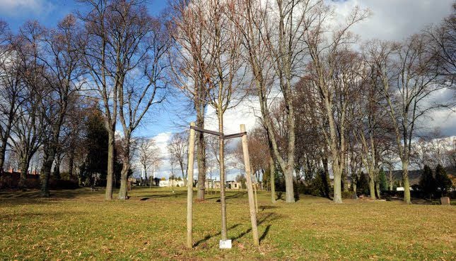 Auf dem Friedhof in Eisleben gibt es verschiedene Bäume zur Auswahl.