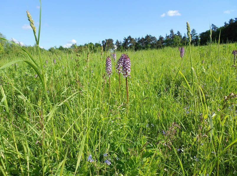 So hatten die Orchideen noch 2013 auf der Fläche geblüht.