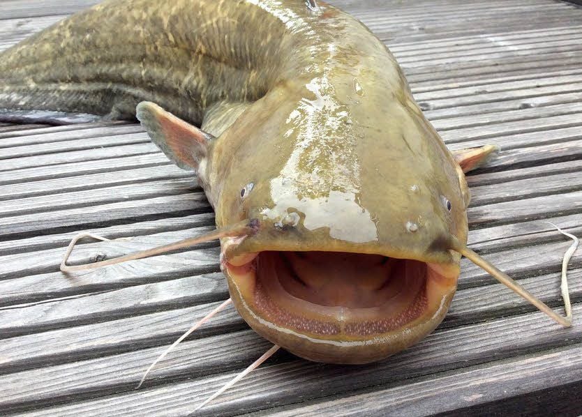 Reiß' auf das Maul: Ein mittelgroßer Wels.