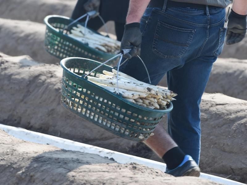 Spargel wird geerntet. Foto: Arne Dedert
