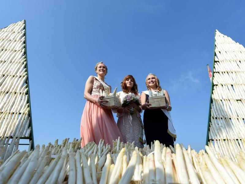Die hessischen Spargelköniginnen Martha I. (2015/2016), Meta I. (2016/2017) und Claudia I. (2013/2014) zwischen Spargelstangen. Foto: Arne Dedert