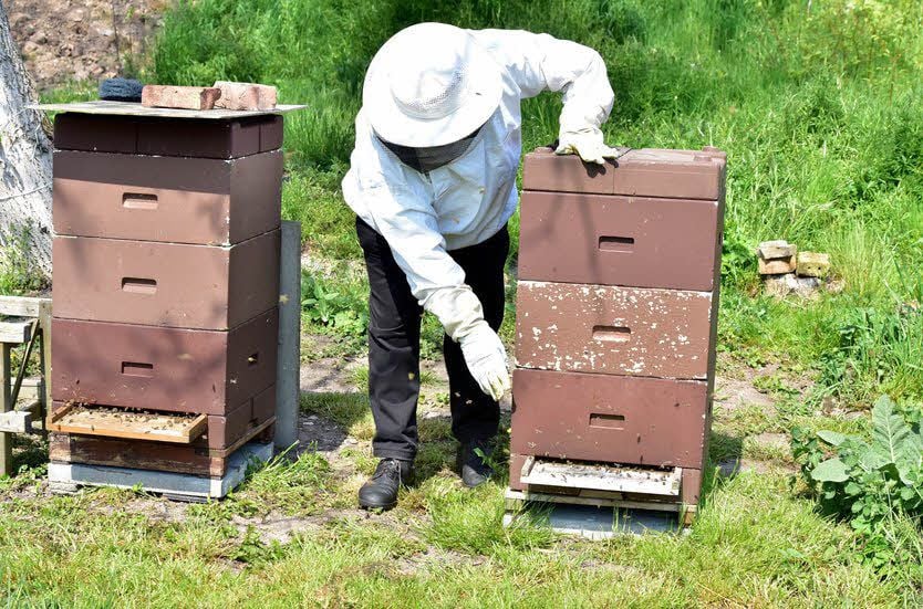 Bei Barths schwärmen die Bienen in Magazinbeuten.
